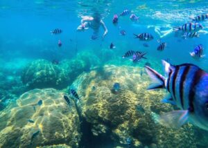Snorkelers swimming with tropical fish and coral reefs in crystal clear waters of Thailand