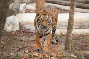 Bengal tiger at Koh Samui Tiger Zoo & Aquarium wildlife attraction showing distinctive stripes